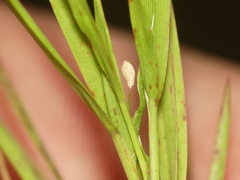 Dichanthelium bicknellii