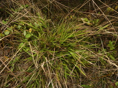 Dichanthelium bicknellii