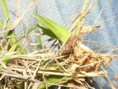 Dichanthelium bicknellii