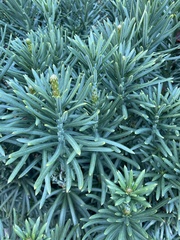 Podocarpus macrophyllus maki