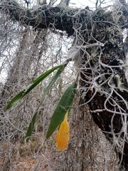 Prosthechea karwinskii