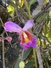Sobralia dichotoma