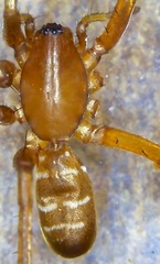 Corinnoidea