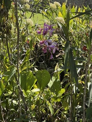 Sobralia dichotoma