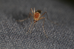 Aedes canadensis canadensis