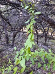 Metastelma barbigerum