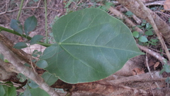 Jatropha gaumeri