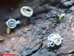 Proliferodiscus pulveraceus