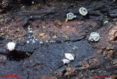 Proliferodiscus pulveraceus