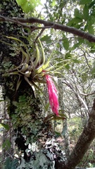Tillandsia oaxacana