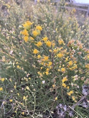 Lepidospartum squamatum