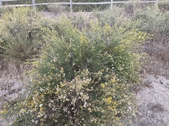 Lepidospartum squamatum