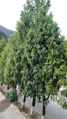 Cupressus cashmeriana