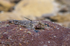Nesogobius