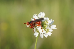 Myopa dorsalis