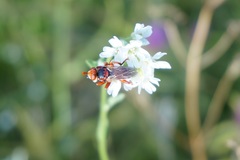 Myopa dorsalis