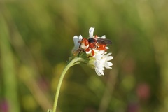 Myopa dorsalis