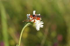 Myopa dorsalis