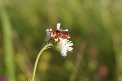 Myopa dorsalis
