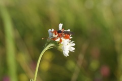 Myopa dorsalis