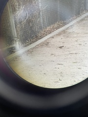 Zonotrichia leucophrys