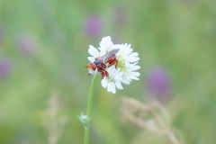 Myopa dorsalis