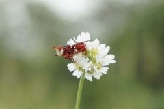 Myopa dorsalis