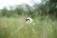 Myopa dorsalis