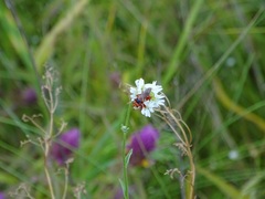 Myopa dorsalis