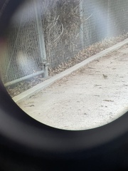 Zonotrichia leucophrys