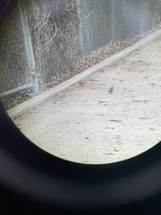 Zonotrichia leucophrys