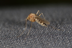 Aedes canadensis canadensis