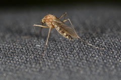 Aedes canadensis canadensis