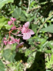 Begonia bracteosa