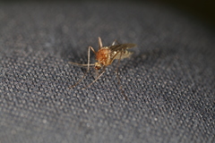Aedes canadensis canadensis
