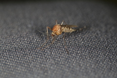 Aedes canadensis canadensis