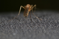 Aedes canadensis canadensis