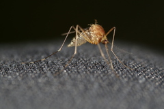 Aedes canadensis canadensis