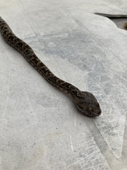 Bothrops pubescens
