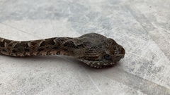 Bothrops pubescens