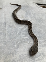 Bothrops pubescens