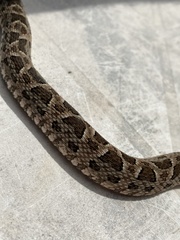 Bothrops pubescens