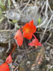 Begonia veitchii