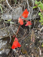 Begonia veitchii