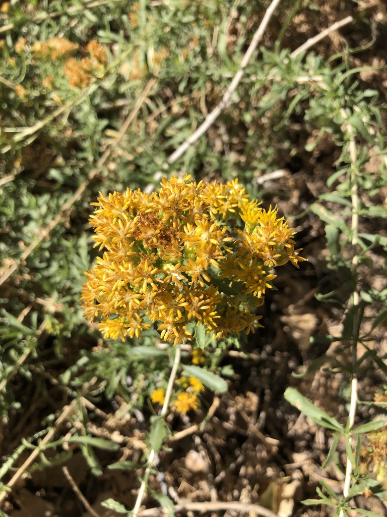 Rubber Rabbitbrush from Big Morongo Canyon on October 09, 2021 at 0707