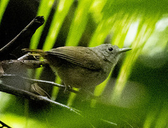 Myrmotherula unicolor