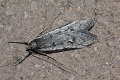 Philobota stella