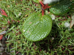 Salix reticulata