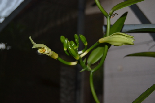Vanilla tahitensis observed 2016-10-10
