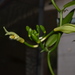 Vanilla × tahitensis - Photo (c) Pierre-Louis Stenger, algunos derechos reservados (CC BY-NC), subido por Pierre-Louis Stenger